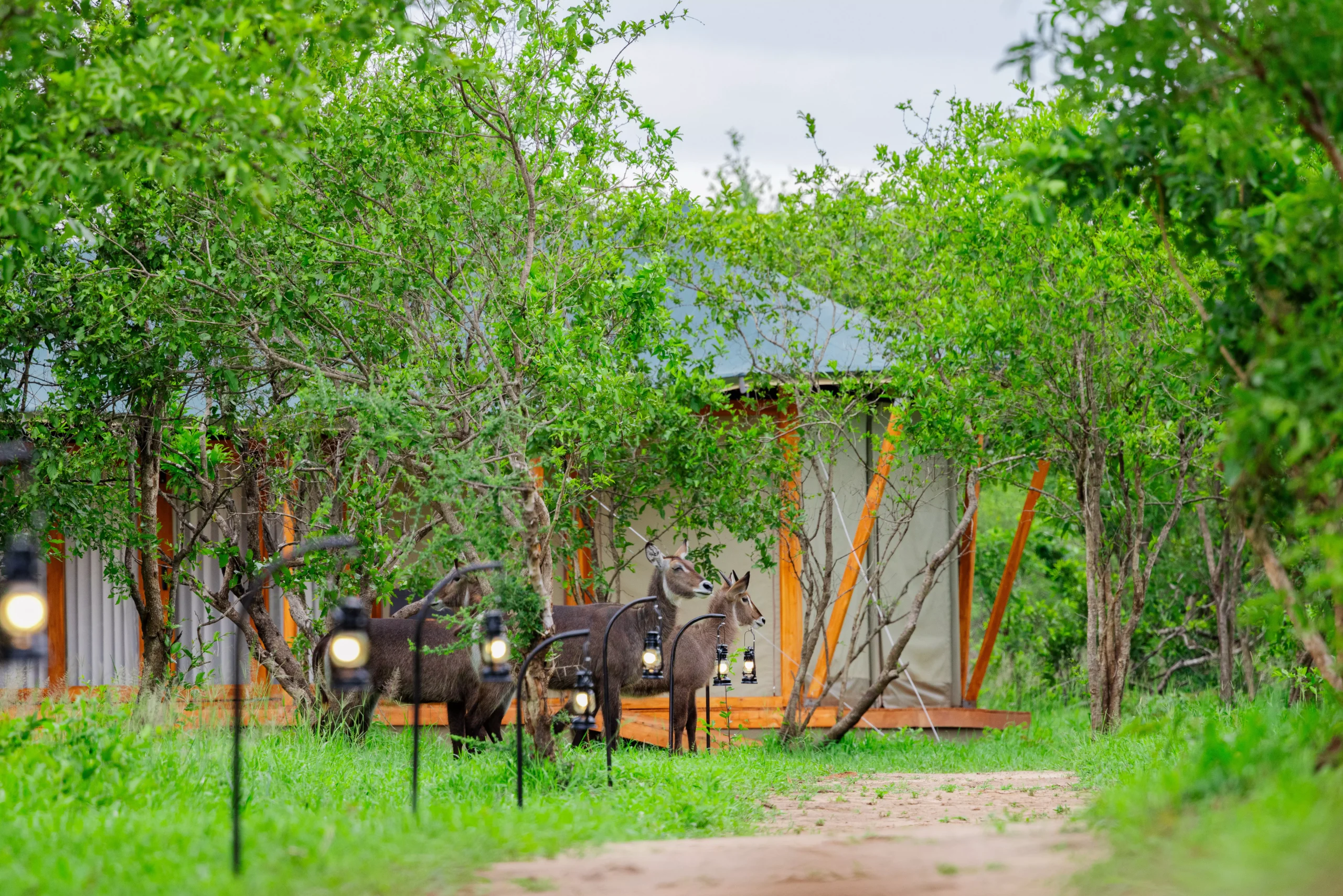 Wildlife at a safari camp