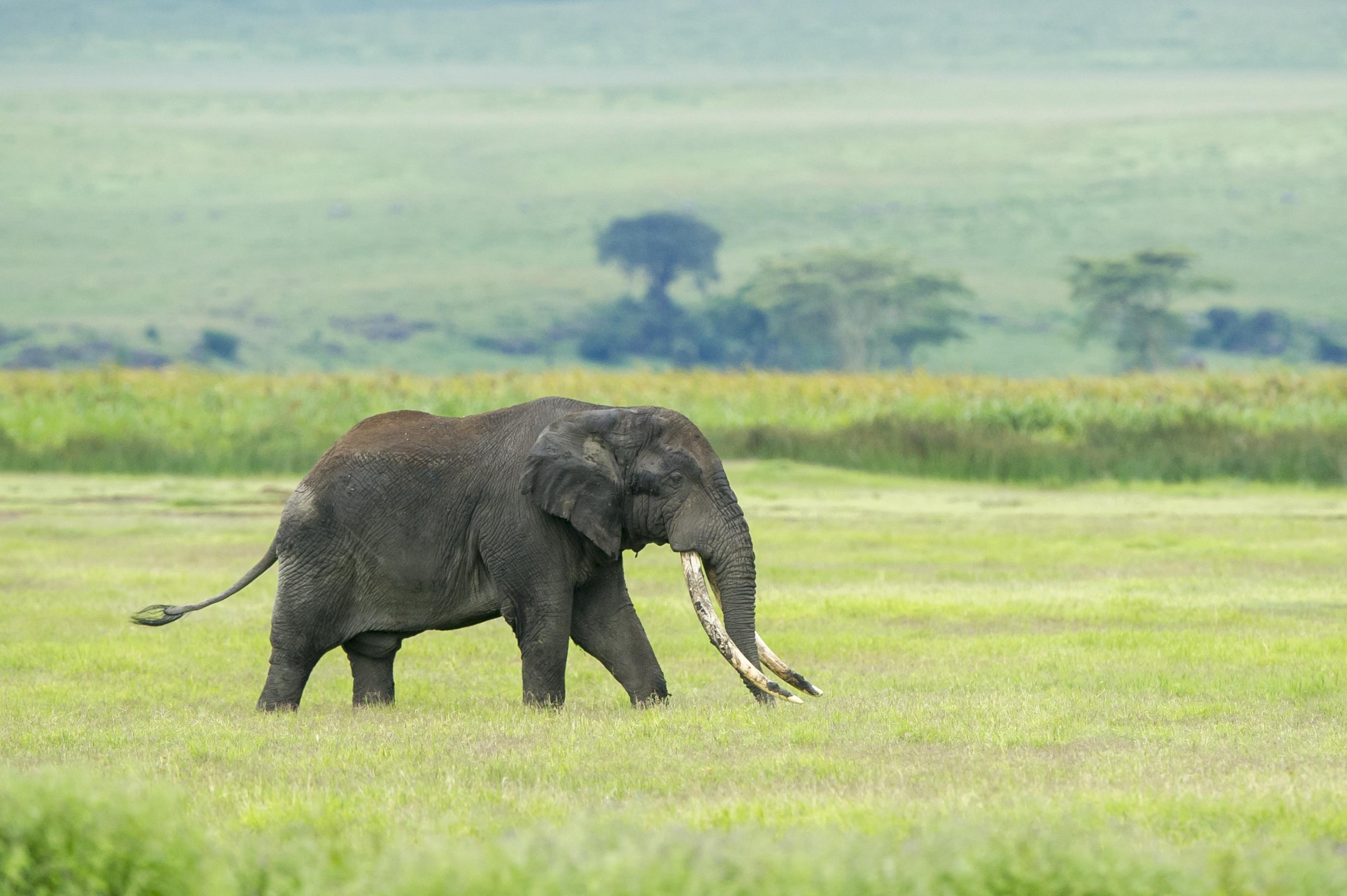 Elephant in the Ngorongoro Crater