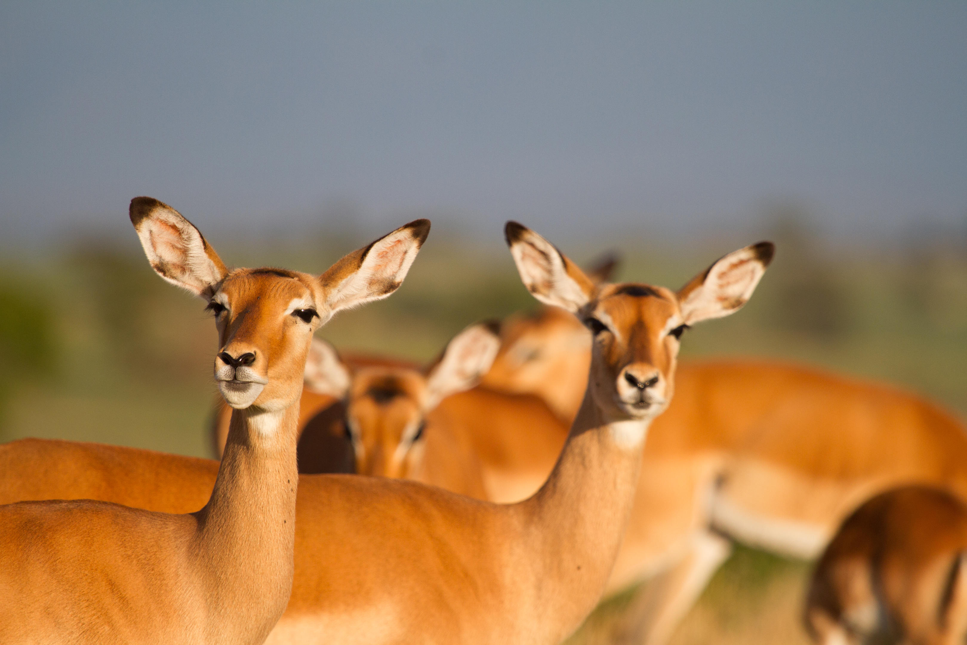 Wildlife in a forest clearing