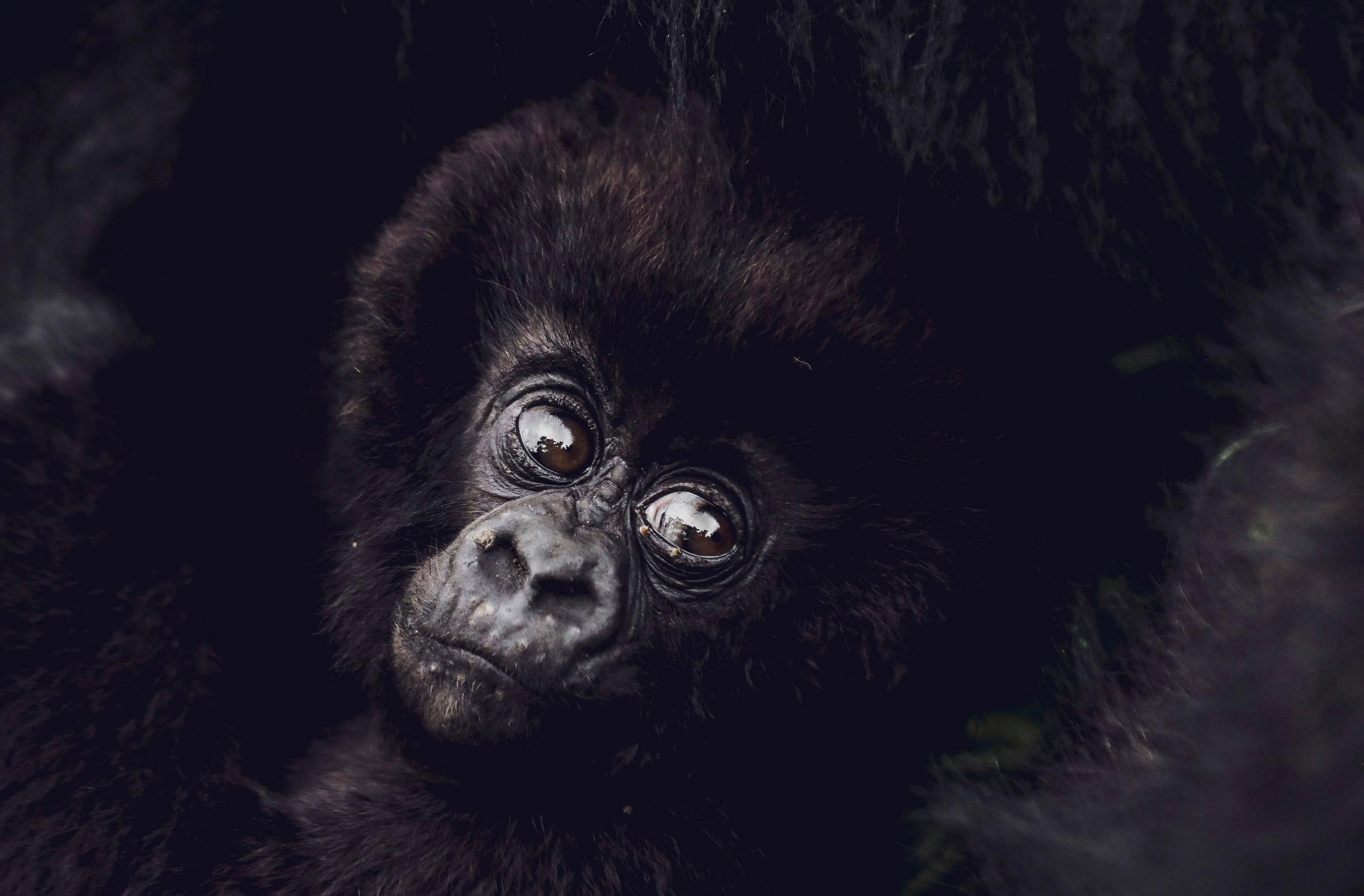 Rwanda mountain gorilla habitat