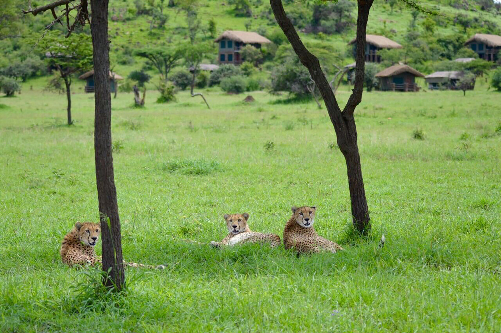 Wildlife on a Tanzania reserve safari