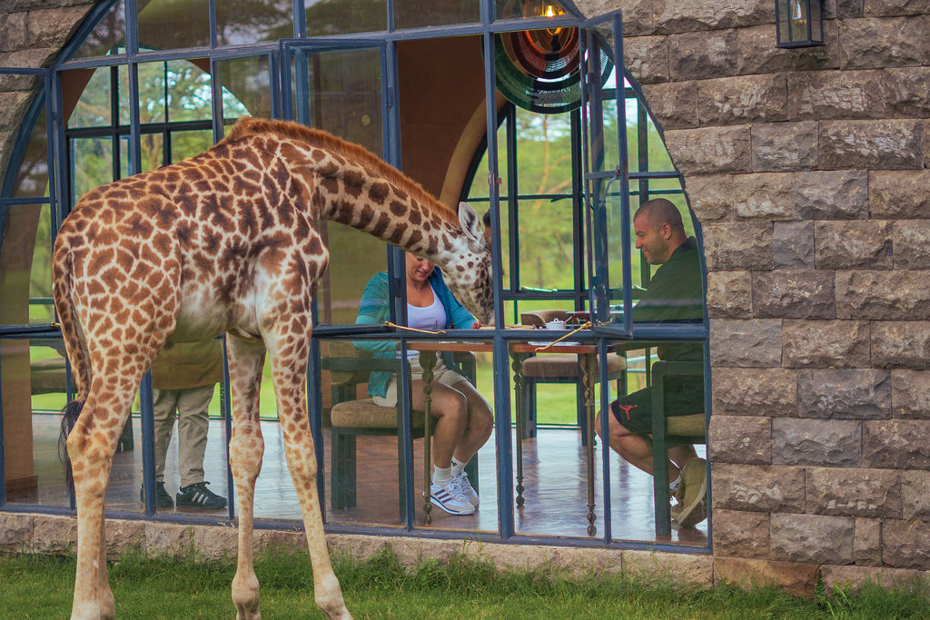 Giraffe Manor Arusha on the 7 Days Tanzania Luxury Safari