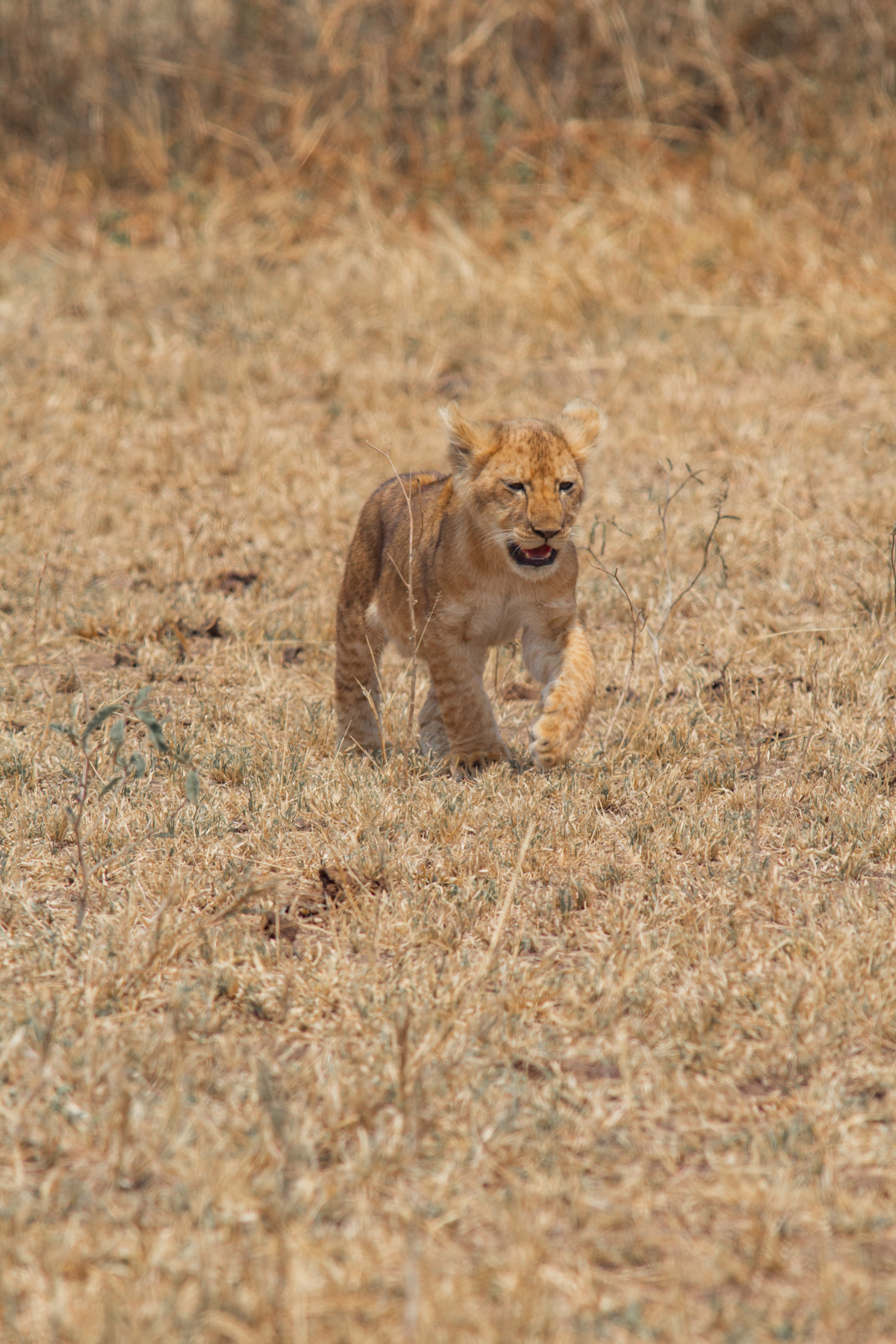Young lion in the Serengeti