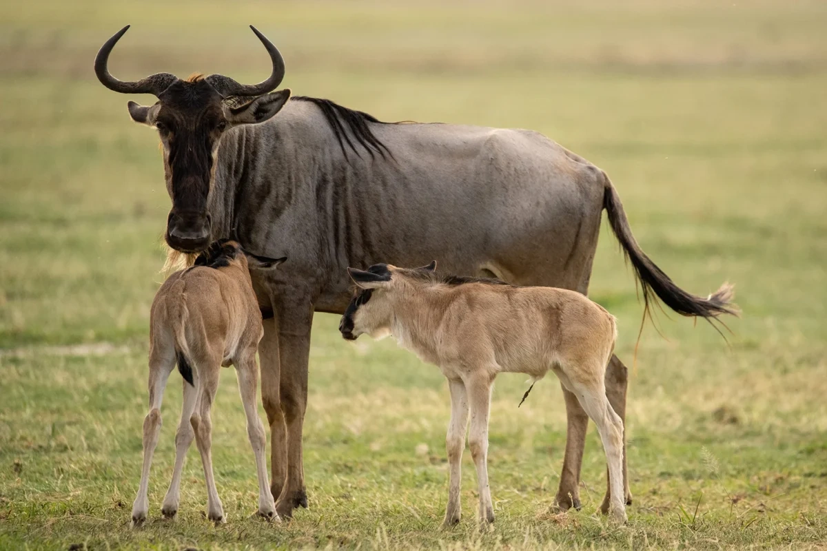 Quiet safari luxury in Ndutu during January to March calving season