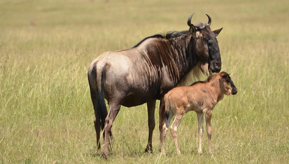 Calving season landscape in South Serengeti: wide open plains and soft morning light