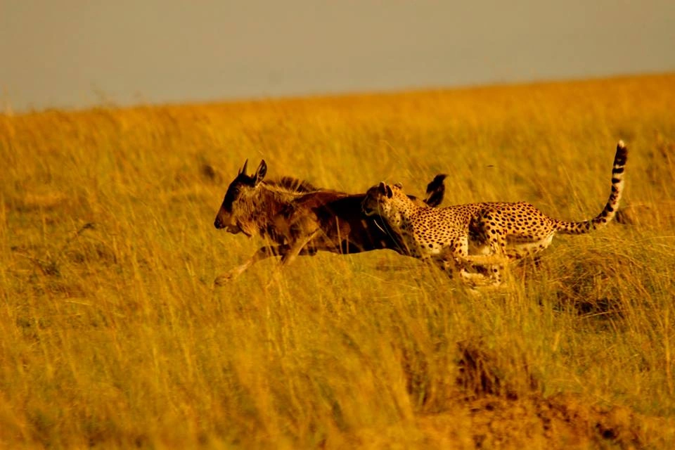 Ndutu calving season: short grass plains and migration herds in Southern Serengeti
