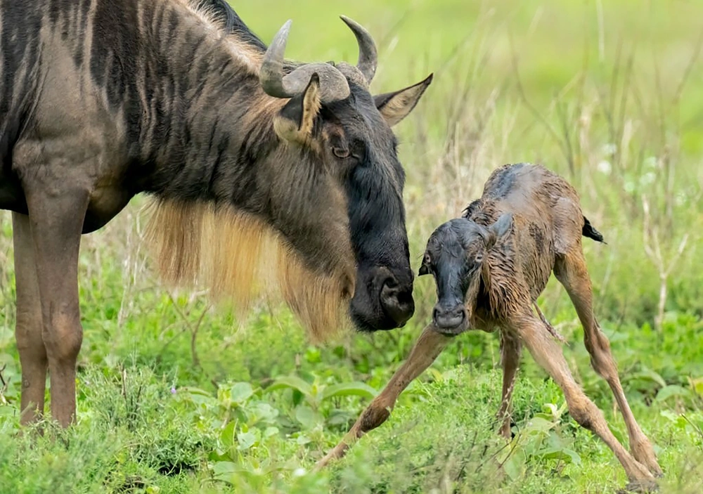 Calving season atmosphere in Ndutu with golden light over open plains