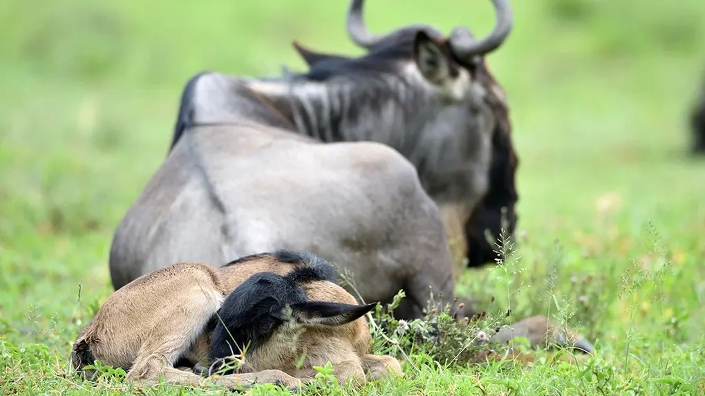 Predator country: woodland edges and open plains in the Ndutu ecosystem