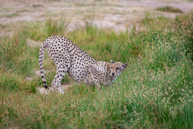 Cheetah in the central Serengeti