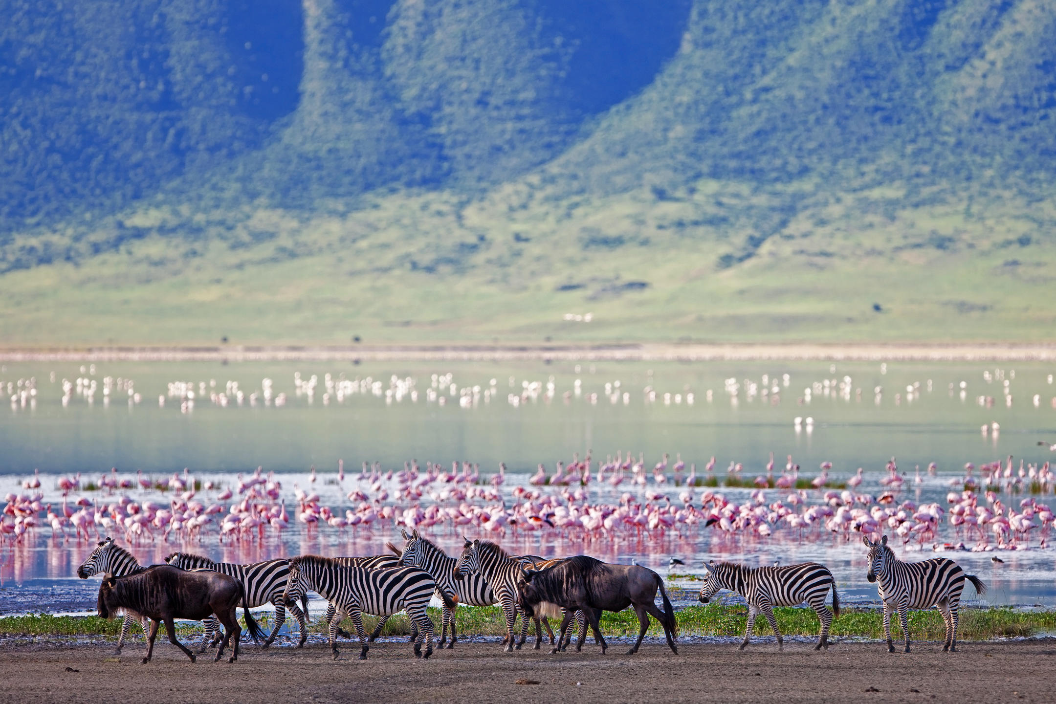 Wildlife on the Ngorongoro Crater floor