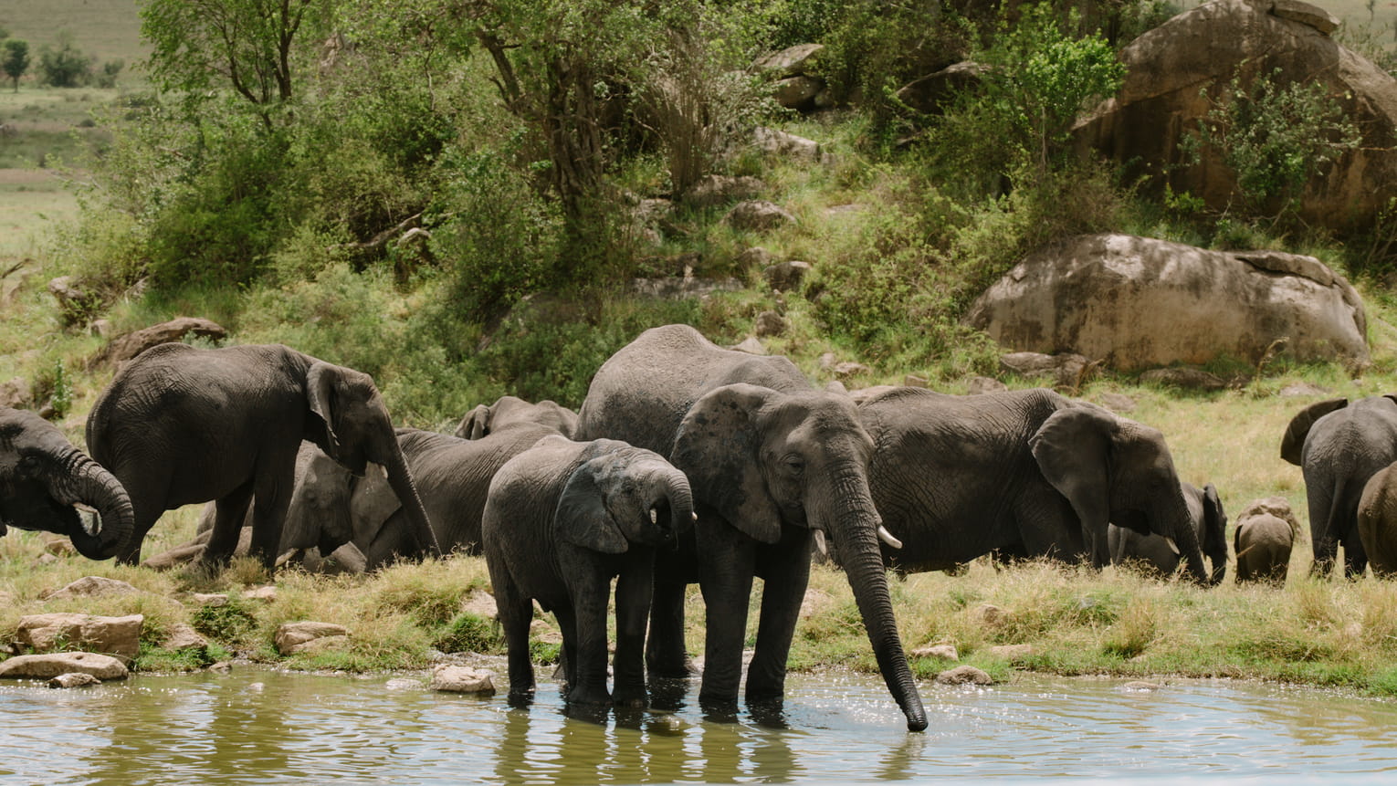 Elephants at the Four Seasons Serengeti waterhole