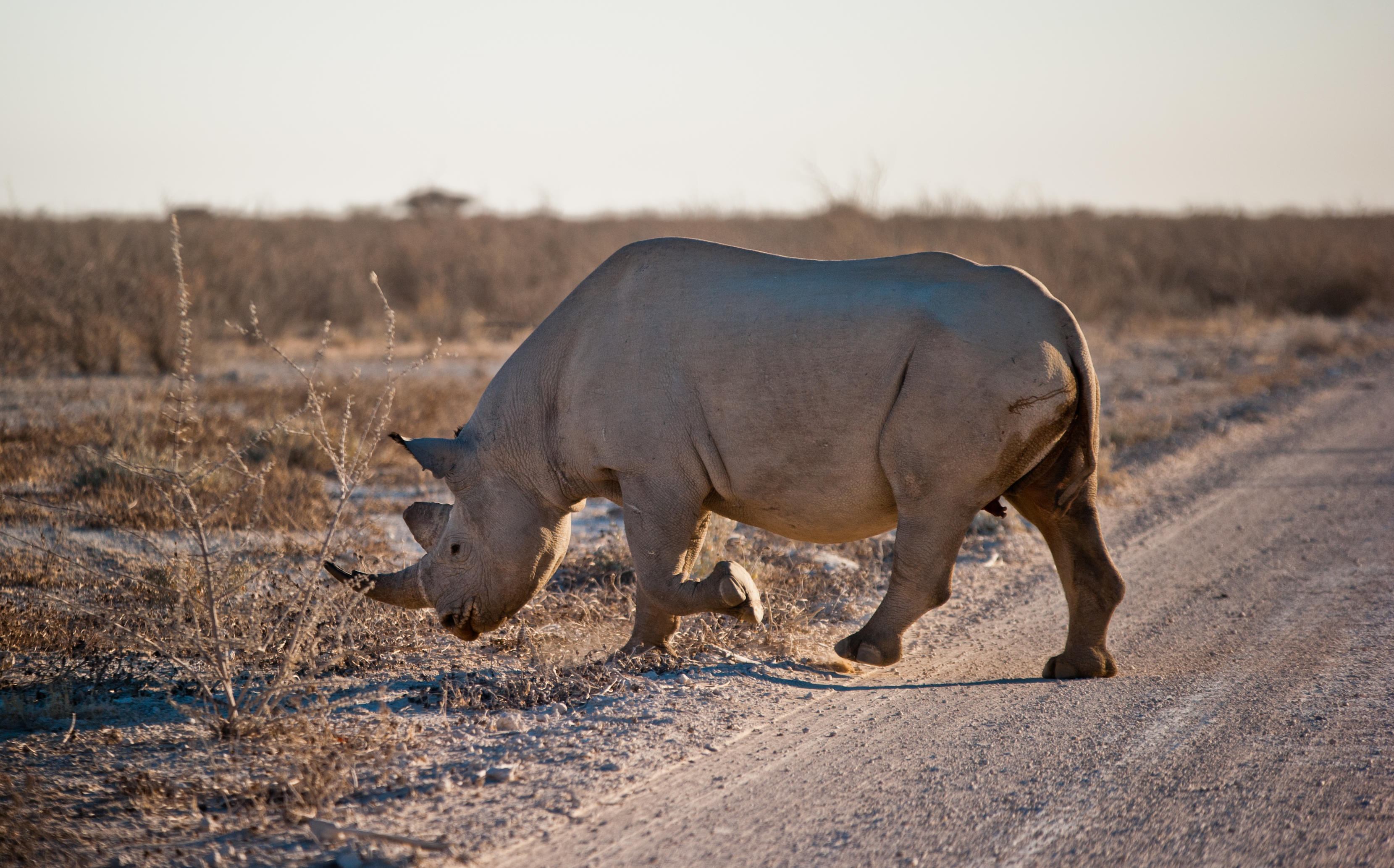Private Etosha Safari