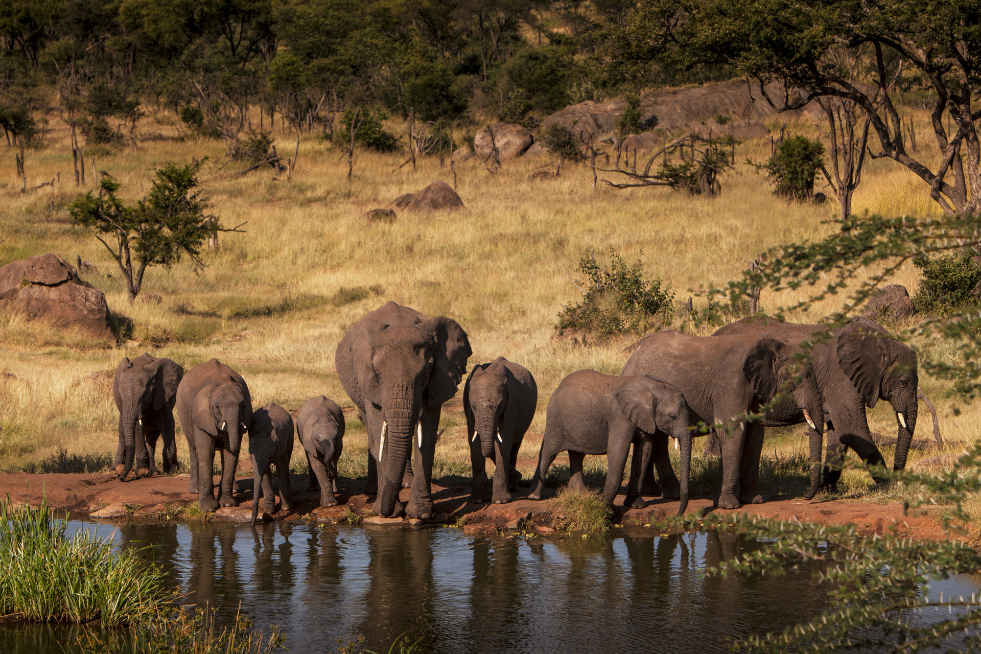 Four Seasons Safari Lodge Serengeti