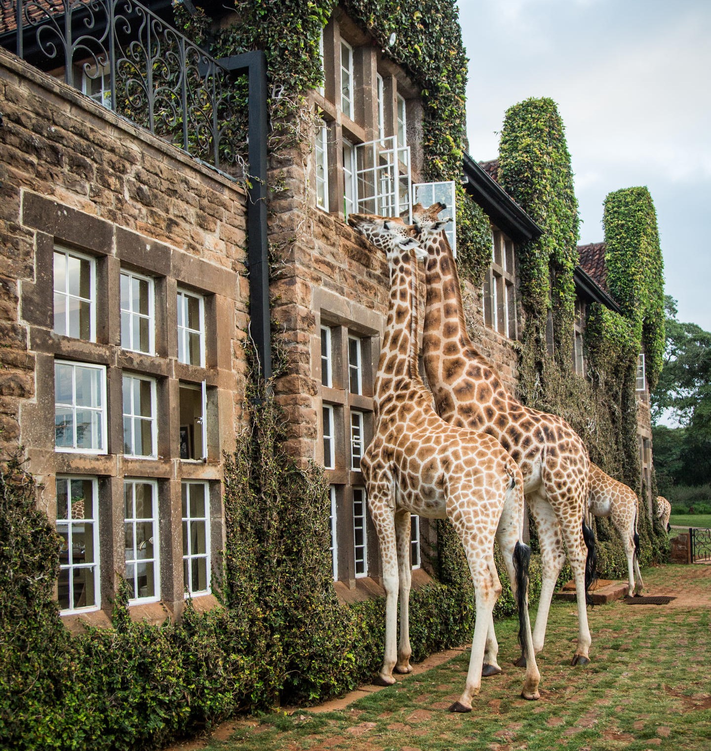 Nairobi skyline and safari — 7-day AFCON combo