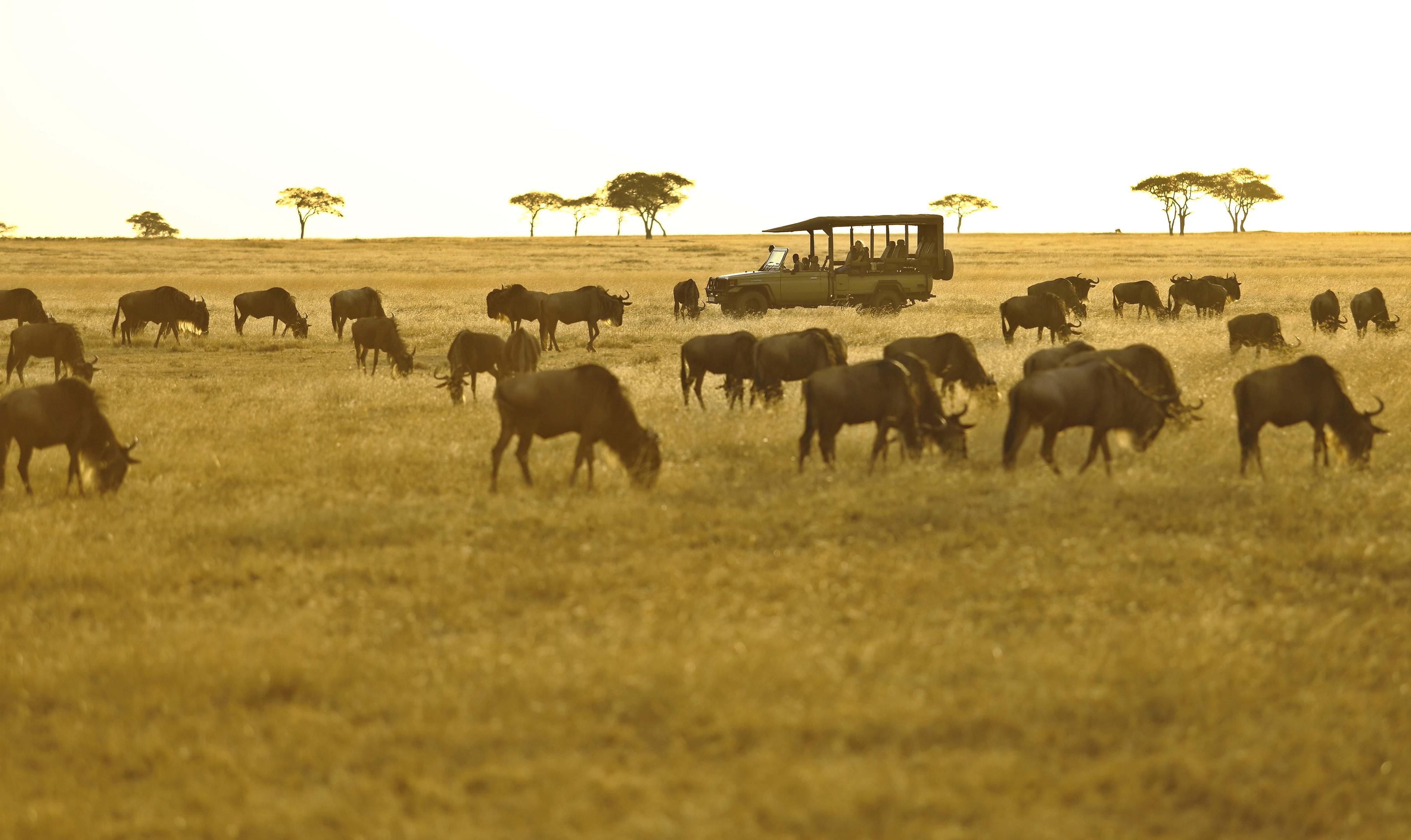8 Days Tanzania Great Migration Safari - Mara River Crossings