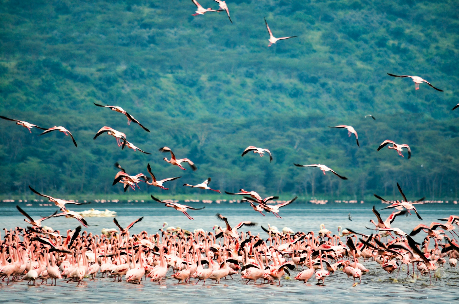 Tarangire and Lake Manyara Safari
