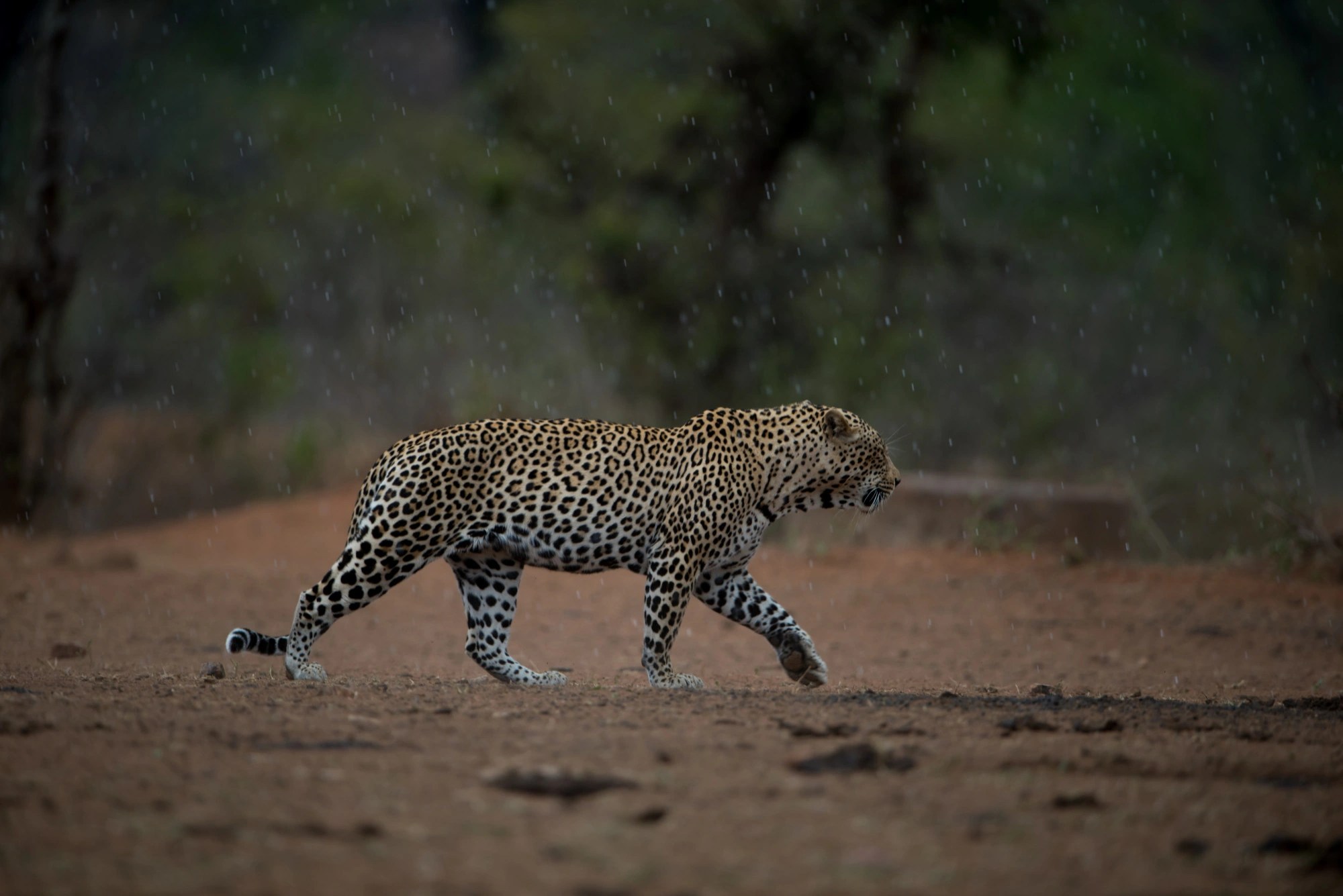 East Africa landscape relevant to 7-Day Crater and Plains Focus — Tanzania Honeymoon Safari