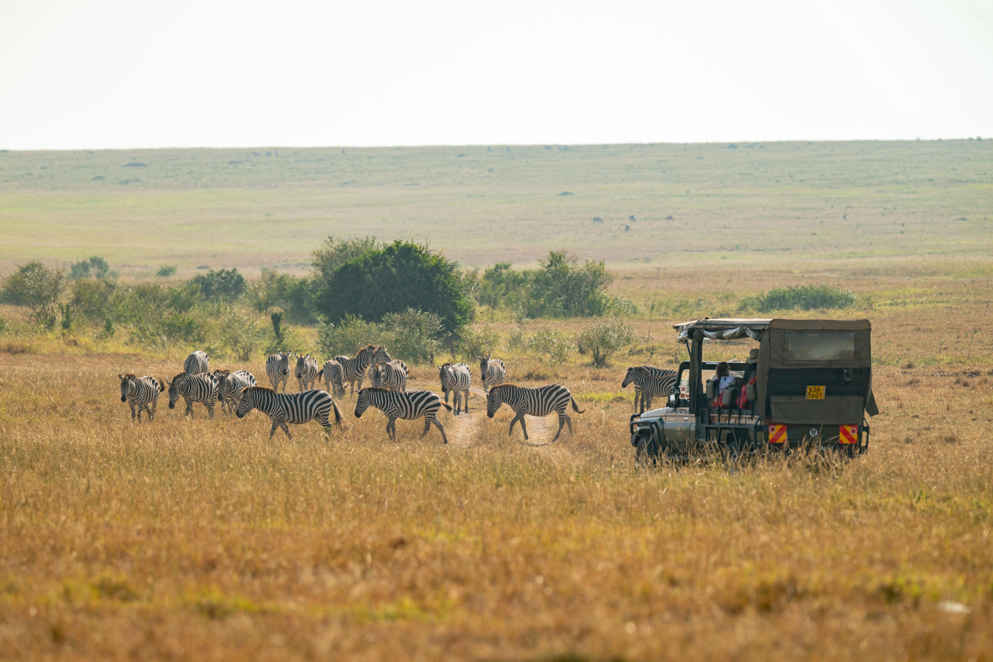 Great Migration season in Northern Serengeti: river corridors and cinematic light