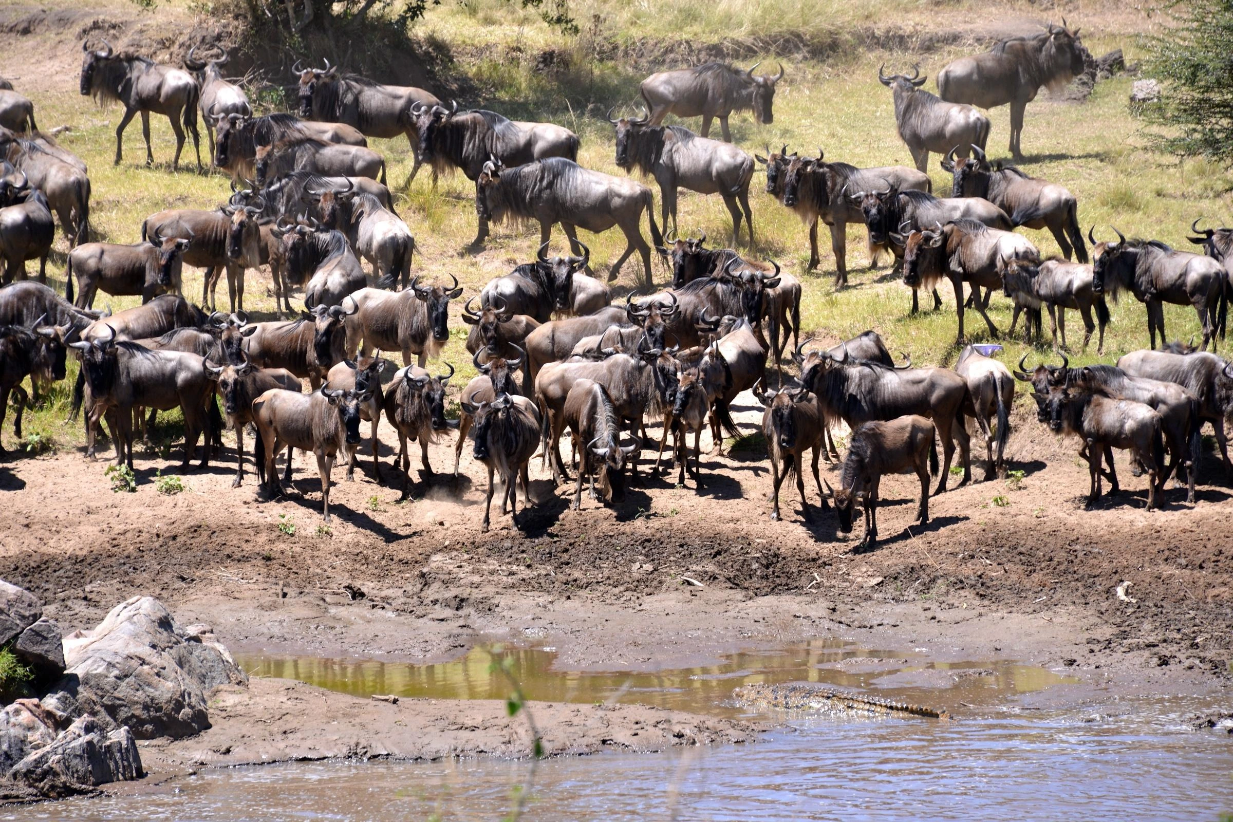 Central Serengeti atmosphere: kopjes, lions and warm golden horizons