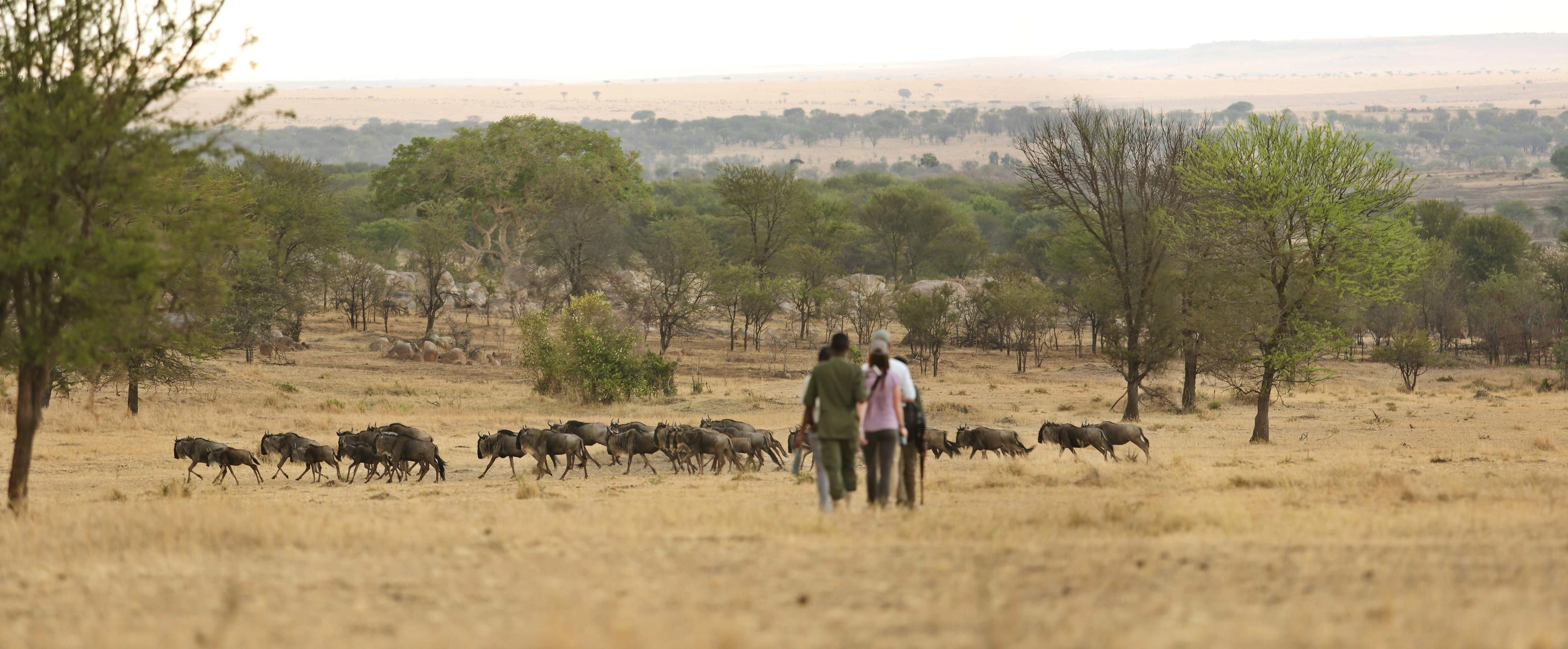 Northern Serengeti river crossing season: patient waiting and sudden movement