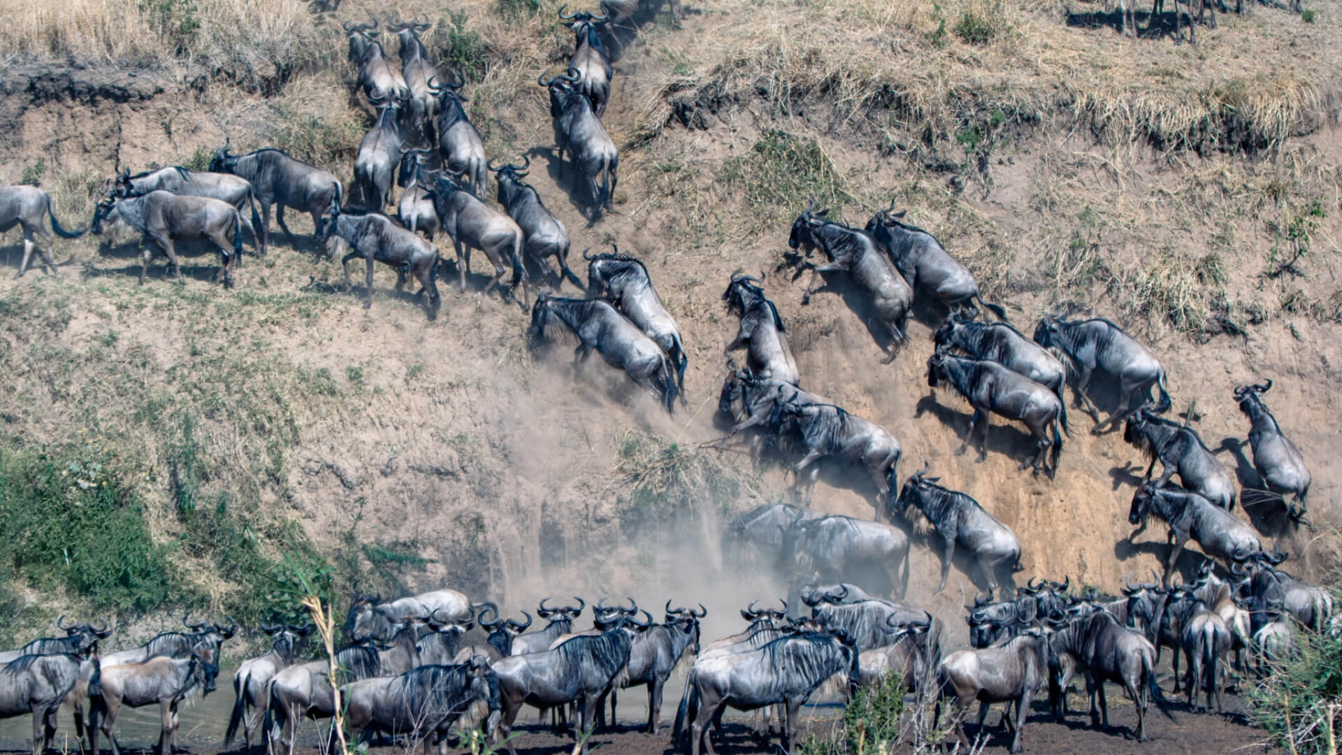 Great Migration herds in the Masai Mara: wildebeest and zebra moving across open grasslands
