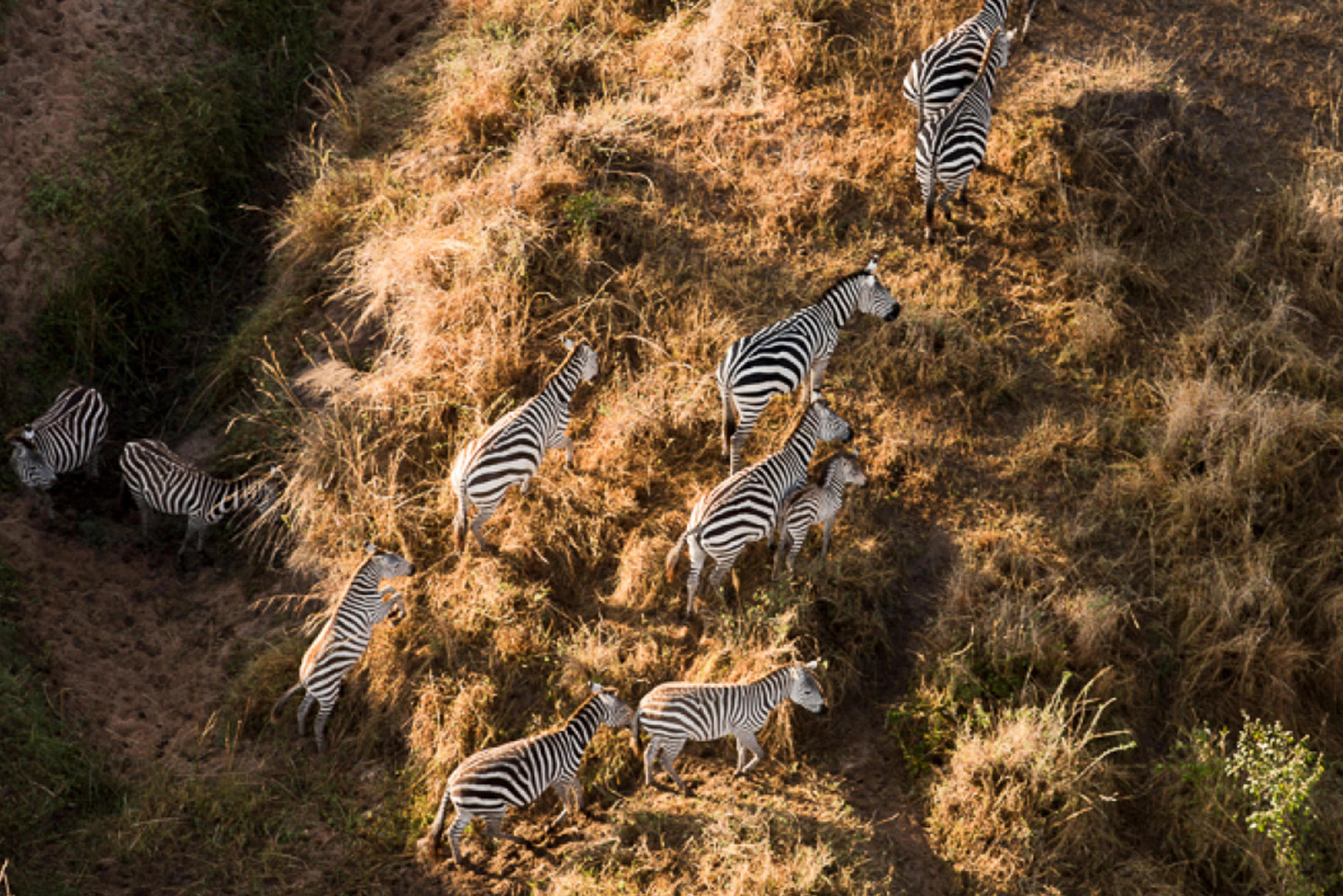 Great Migration: wide plains and cinematic safari light