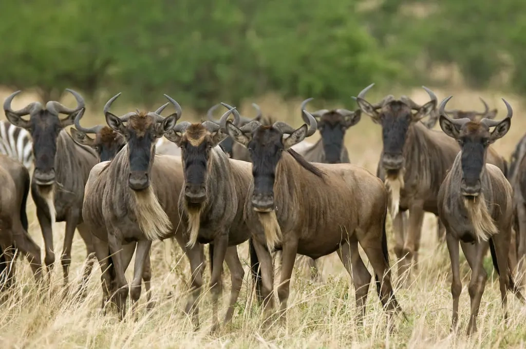 Masai Mara during migration season: golden grasslands and wide safari skies