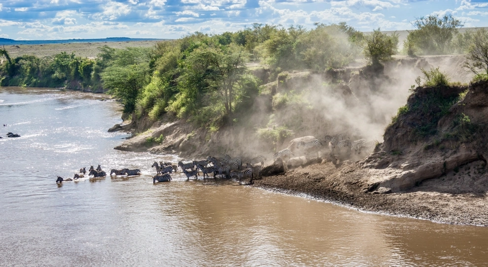 Migration herds in river-crossing season: large wildebeest groups moving through golden savannah