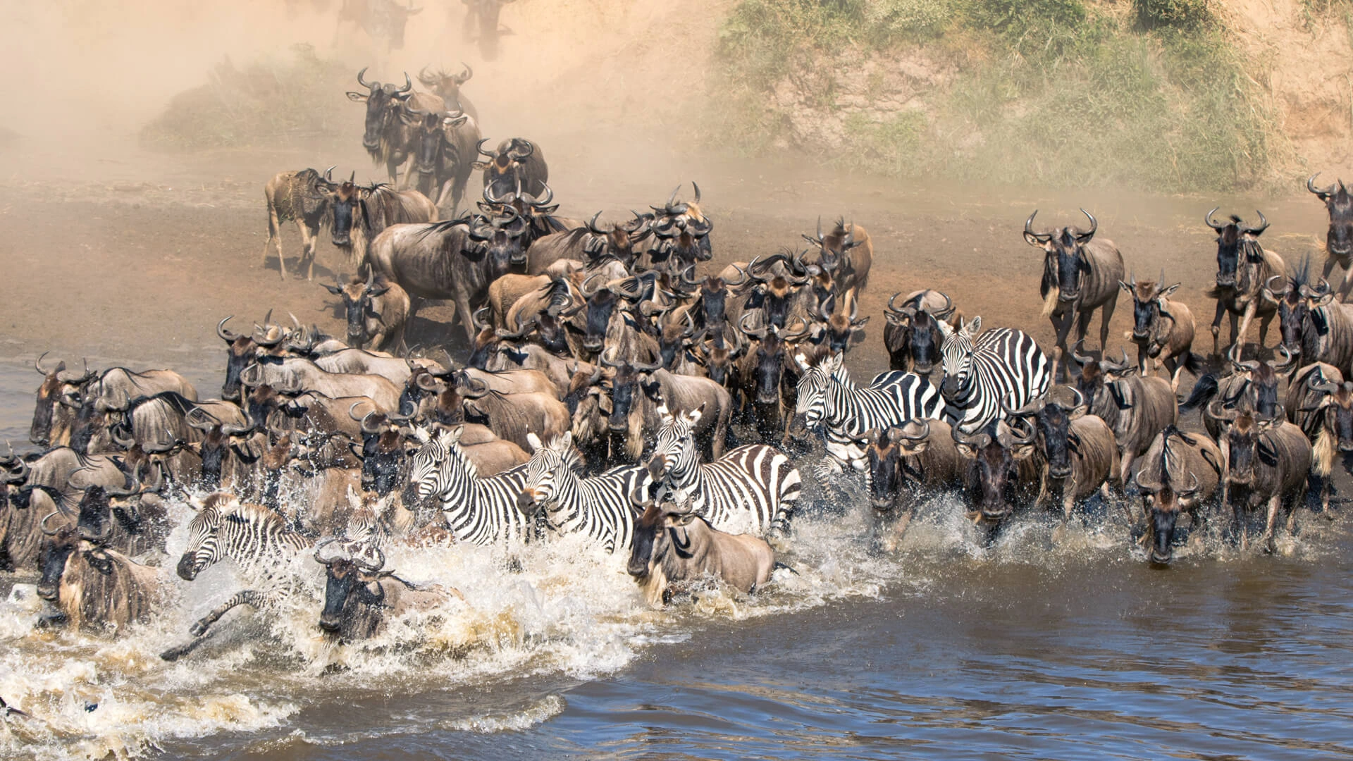 Great Migration at the Mara River