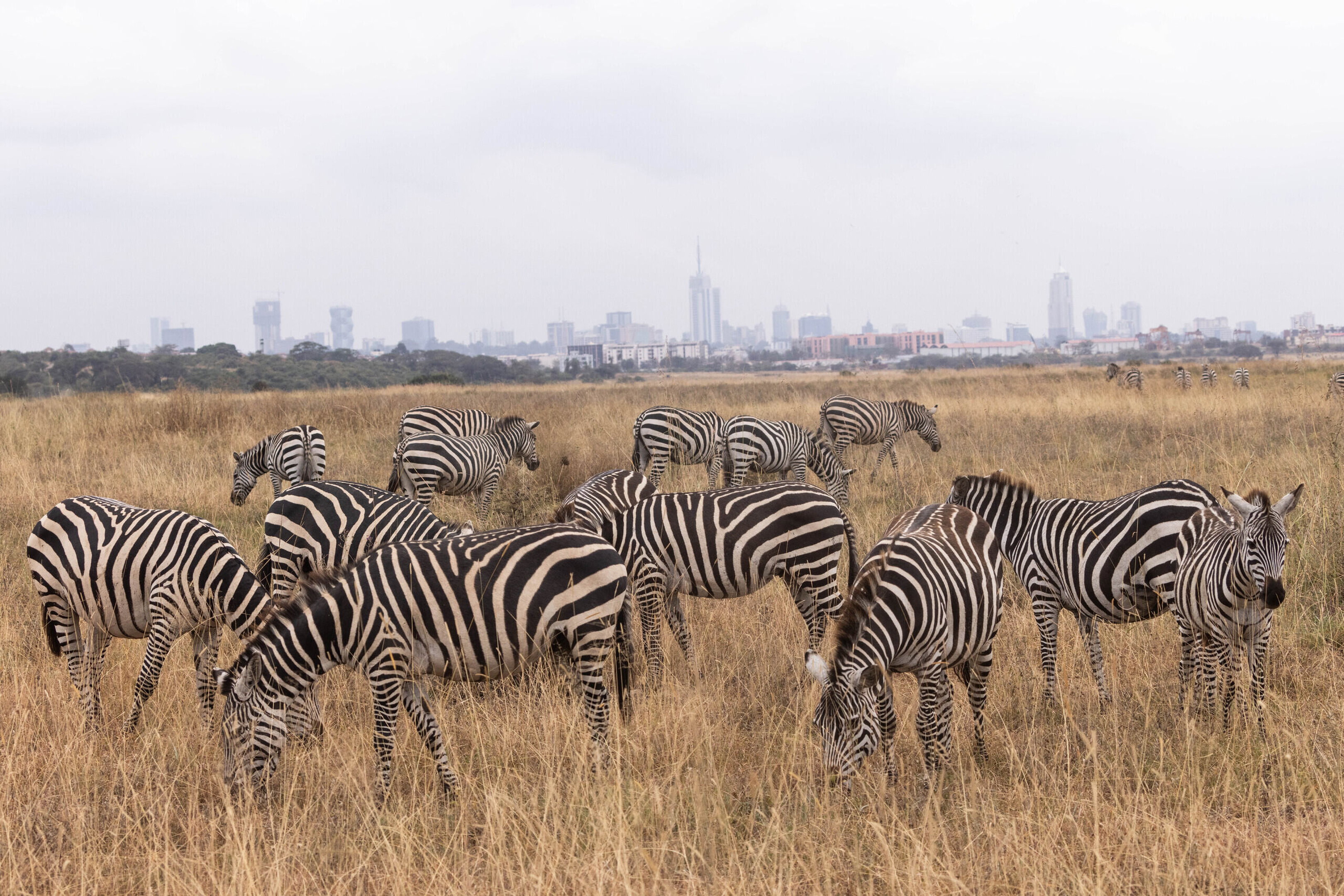 Nairobi landscape near Giraffe Manor