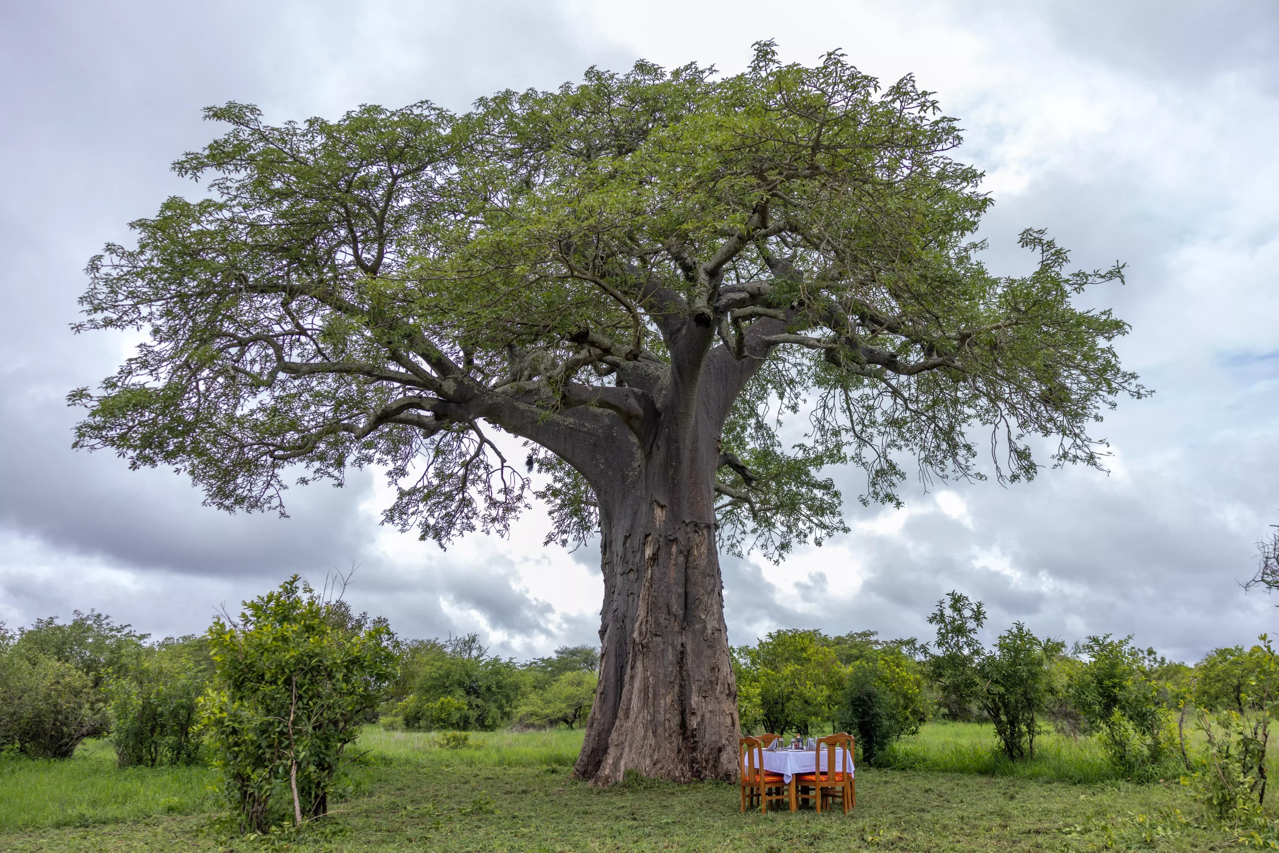 Private dinner beneath a baobab tree