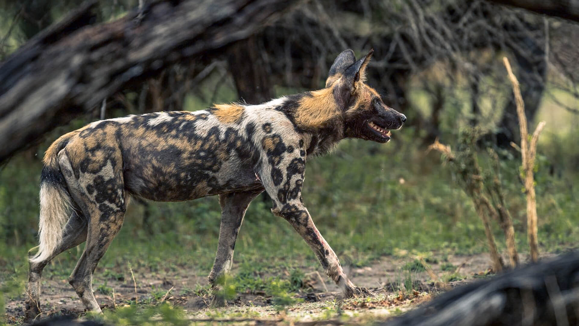 Ruaha National Park Tanzania — remote luxury safari, wild dogs, elephants