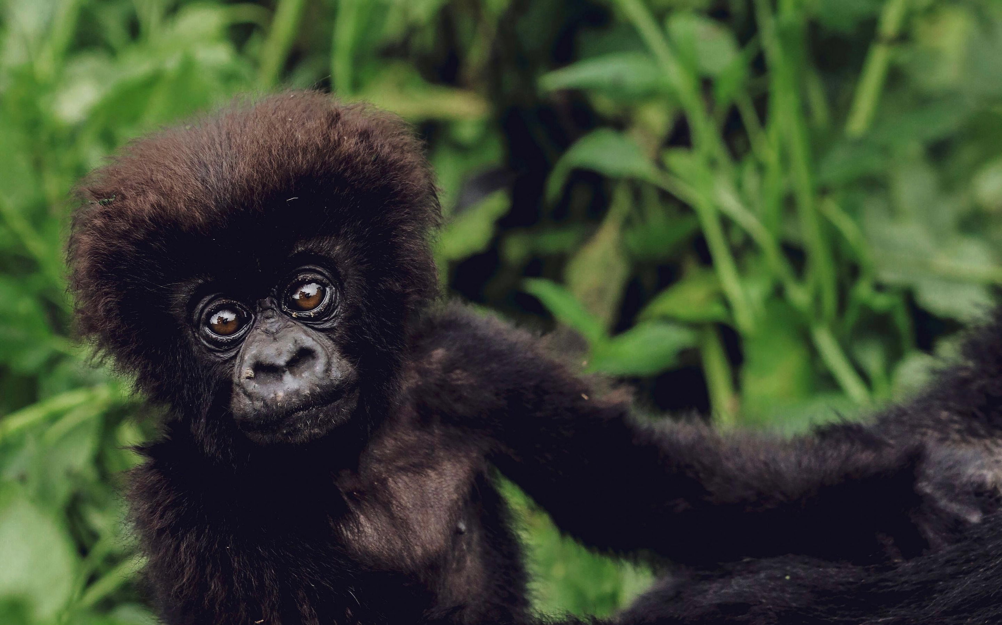 Gorilla trekking in Rwanda
