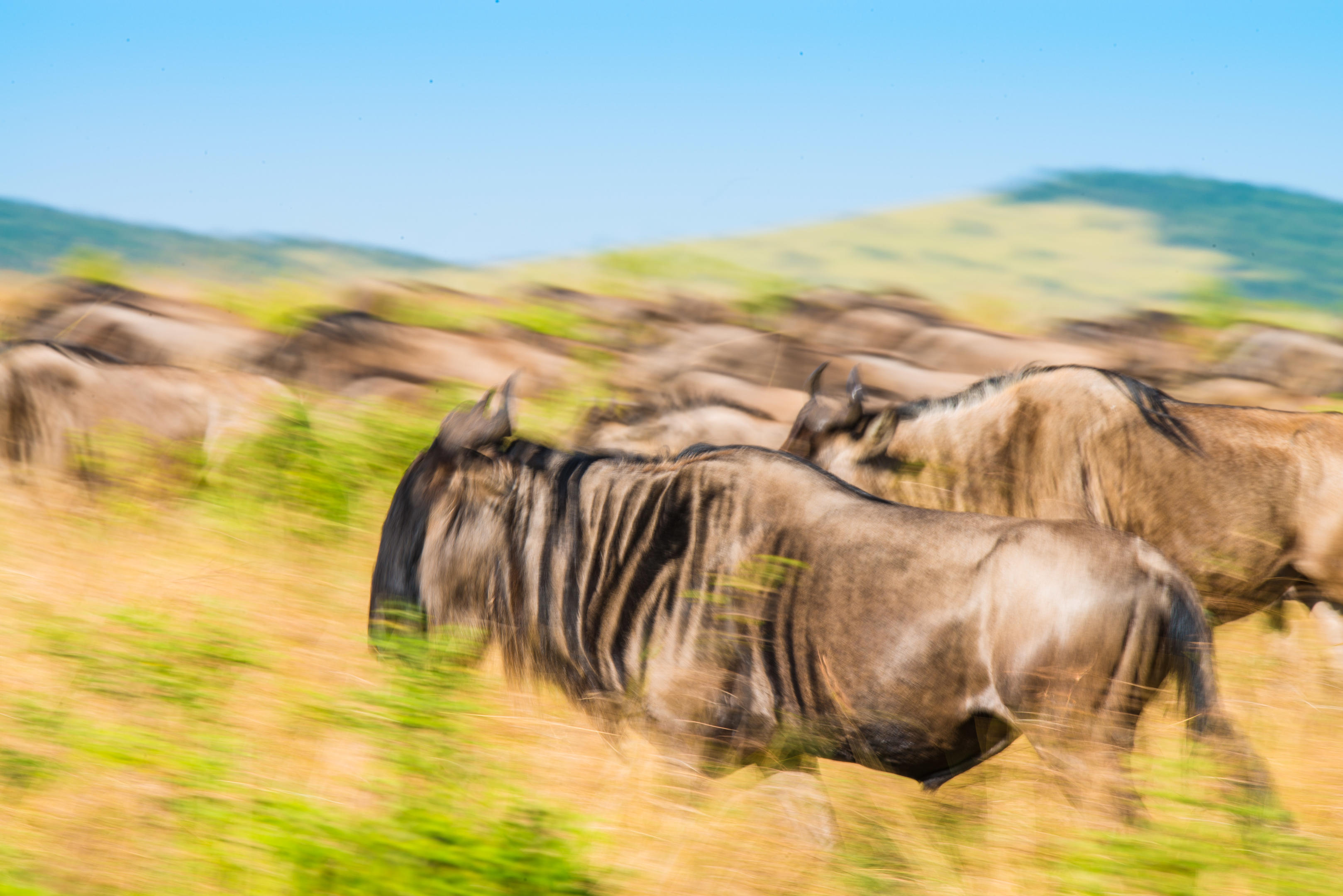 Luxury safari camp gallery image 4