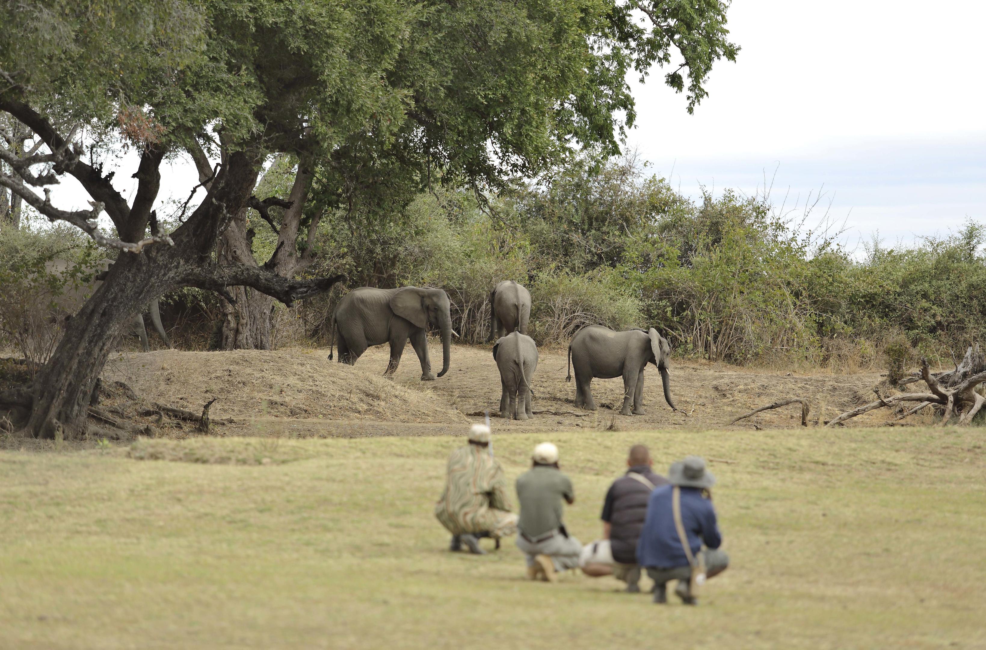 Private South Luangwa Safari