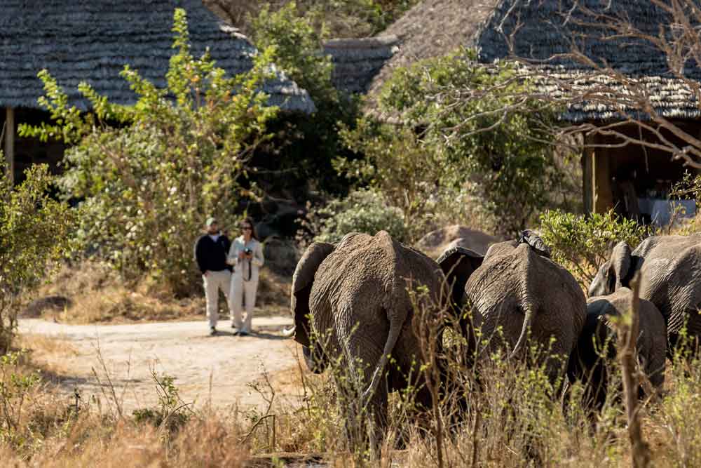 11-day Tanzania signature safari Zanzibar escape
