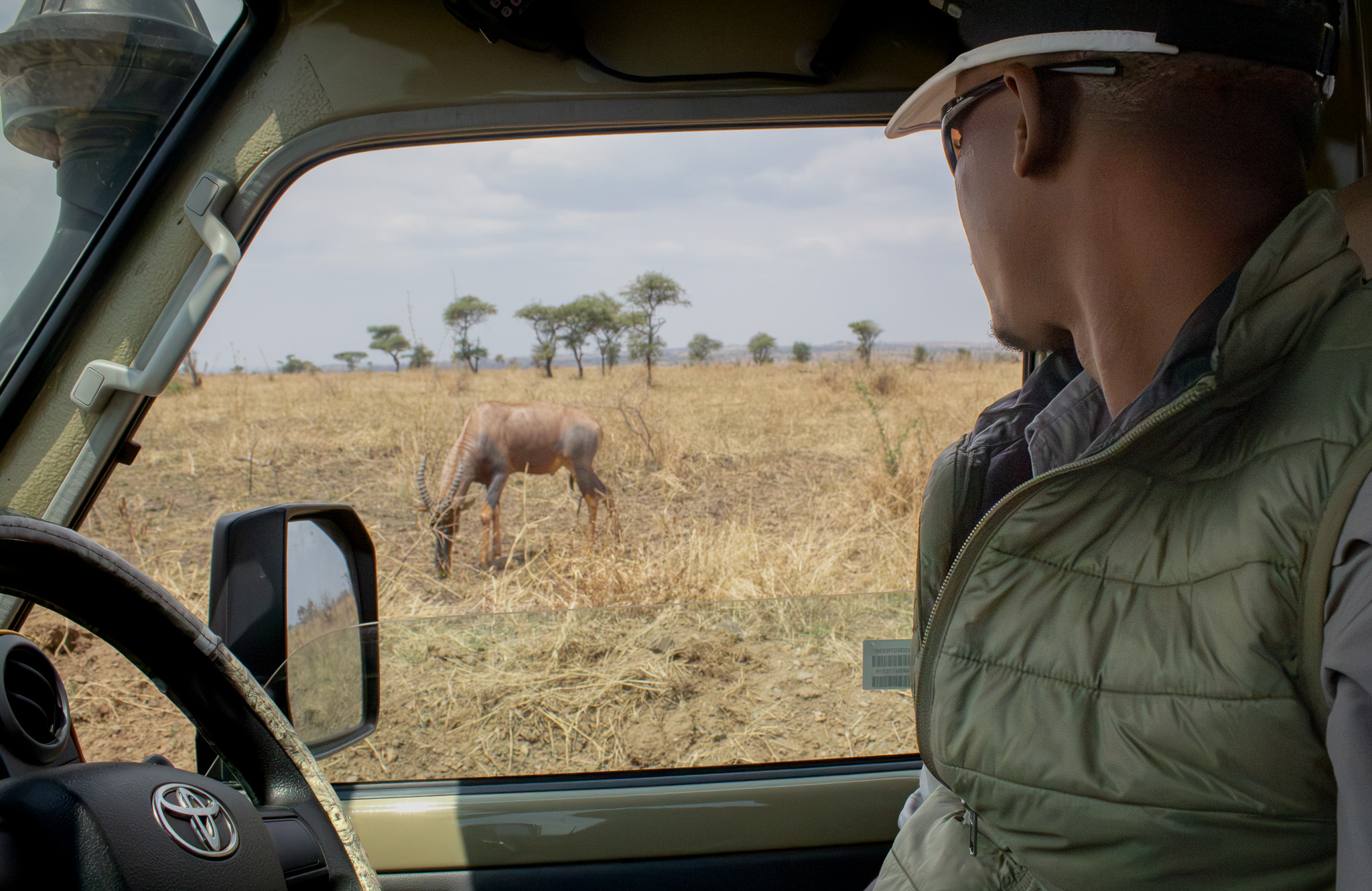 Safari guide viewing wildlife from a private vehicle