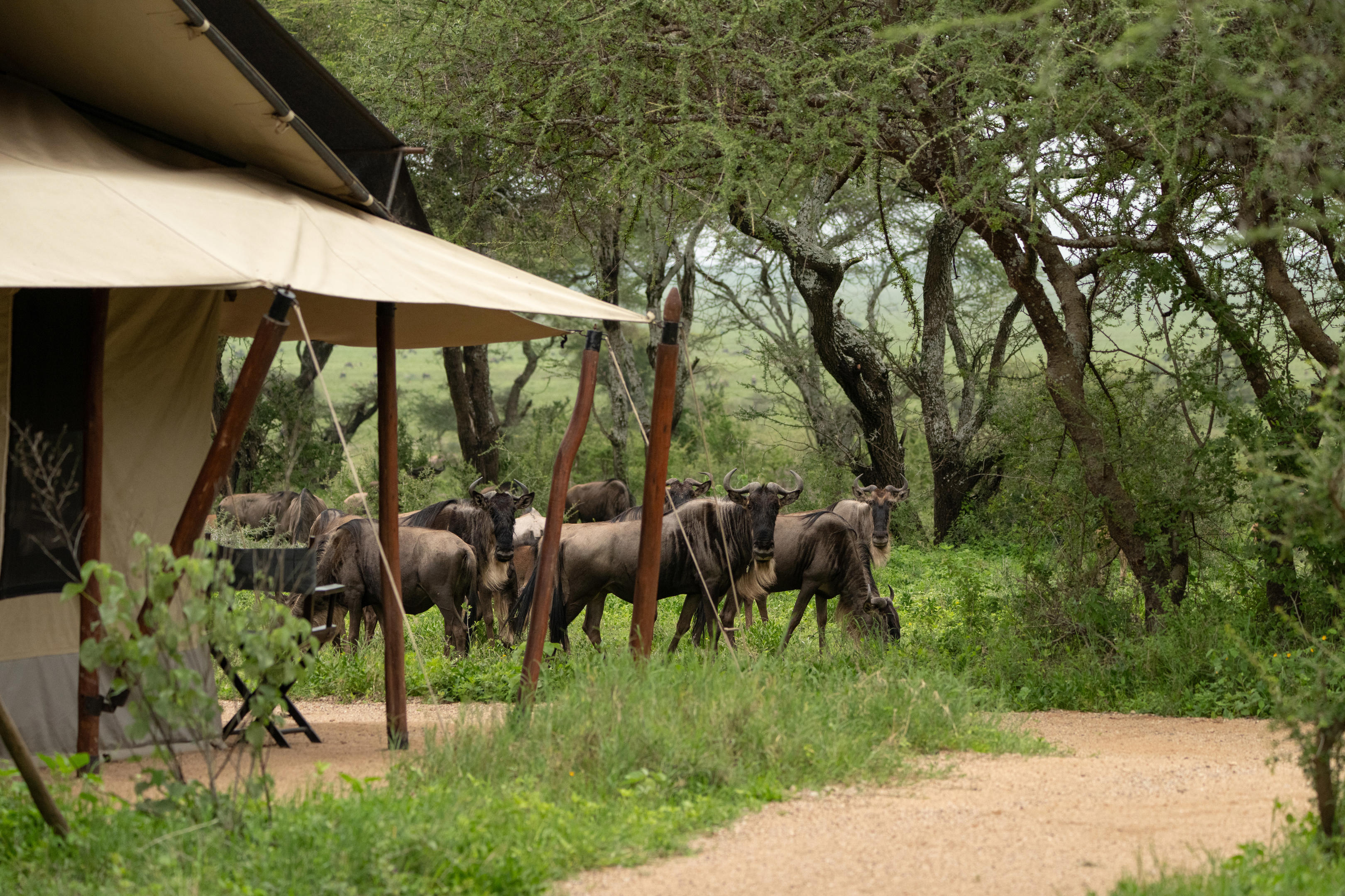 Wildebeest on the Serengeti plains during migration season