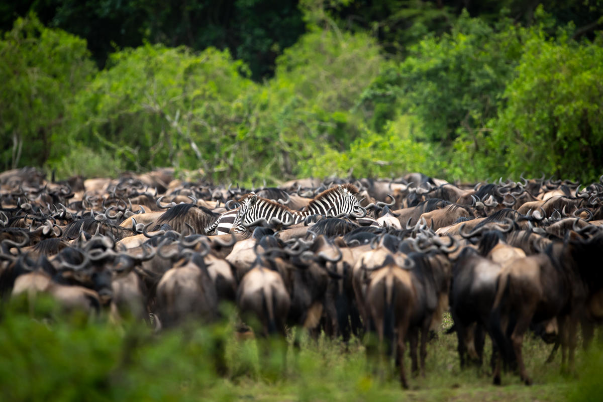 Wildebeest in the Serengeti during migration season