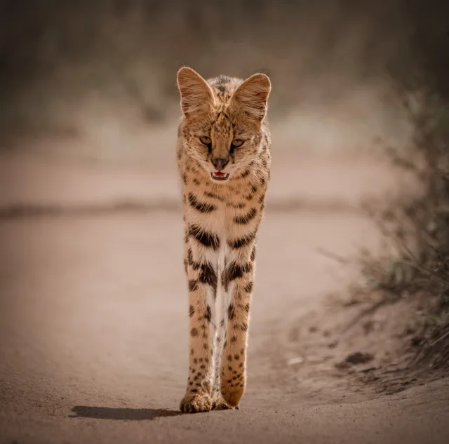 Best Tanzania Safaris