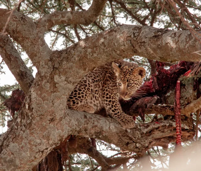 Best Tanzania Safaris