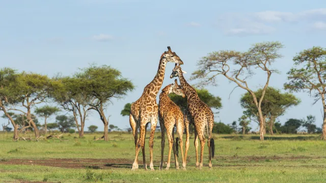 Exceptional Food, Beautiful Lodges and Serious Wildlife Viewing