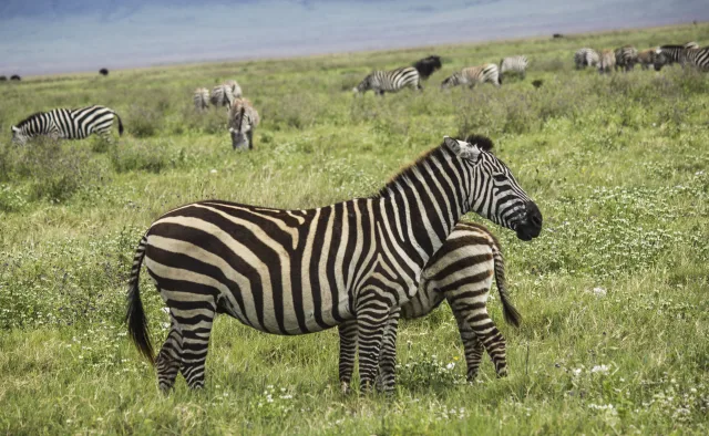 Best Tanzania Safaris