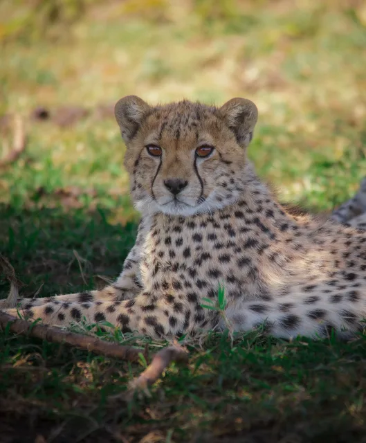 Best Tanzania Safaris
