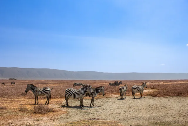 An Unforgettable 8-Day Tanzania Luxury Safari Experience